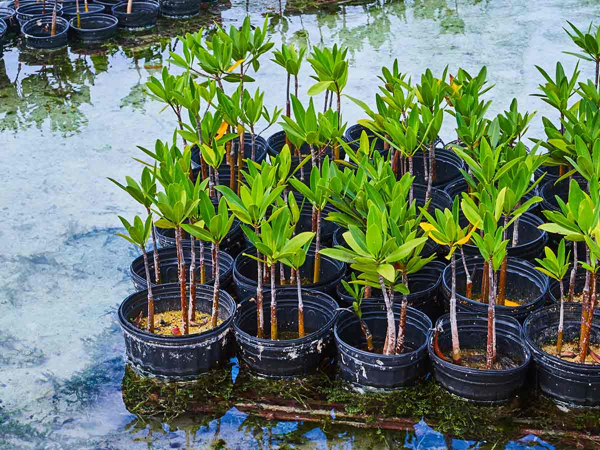 Blue carbon mangrove restoration project planting seedlings