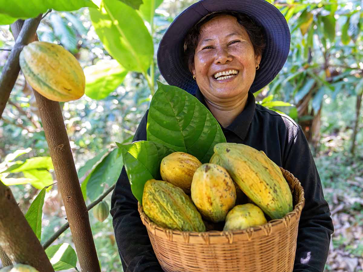 Woman farmer harvesting Cacao in the forest