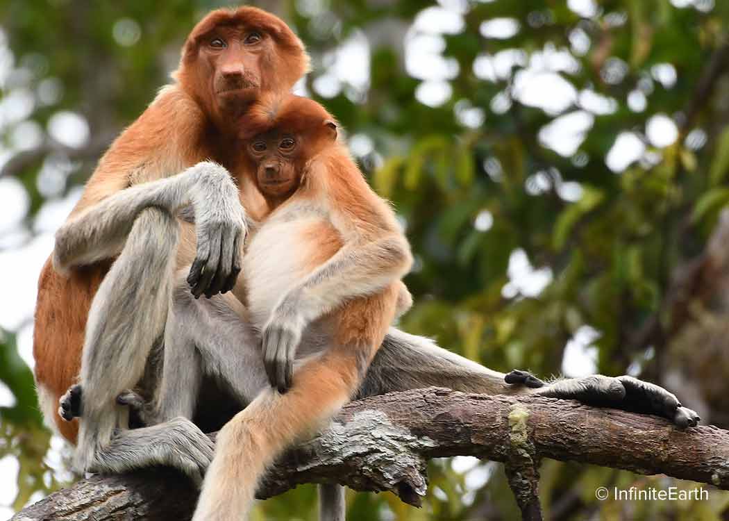 Proboscis monkey mother and infant