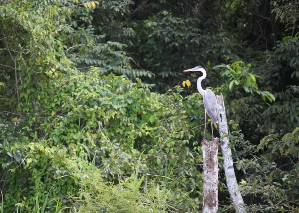 Bird in Trocano Araretama Amazon Conservation Carbon Offset Project area