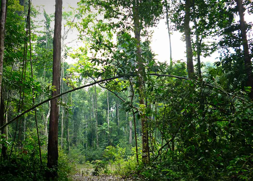 Maisa REDD carbon project - Brazilian rainforest