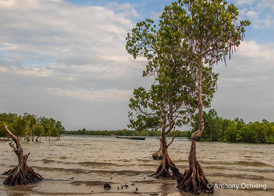 Mangroves along Kenya's coast