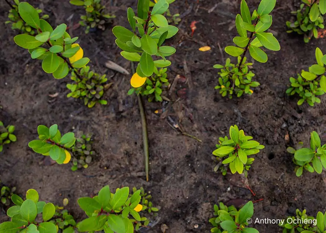 Kenya Blue Forests Mangroves Carbon Offset Project - Anthony Ochieng