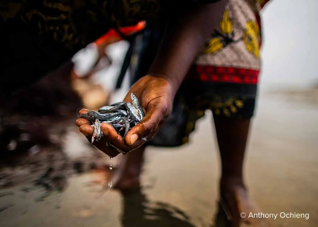 Kenya Blue Forests Mangroves Carbon Offset Project - Anthony Ochieng