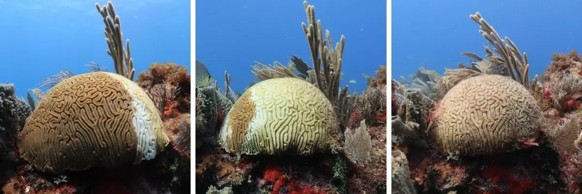The progression of coral affected by disease on the Mesoamerican Reef