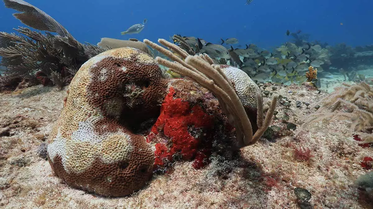 Coral Disease on the Mesoamerican Reef