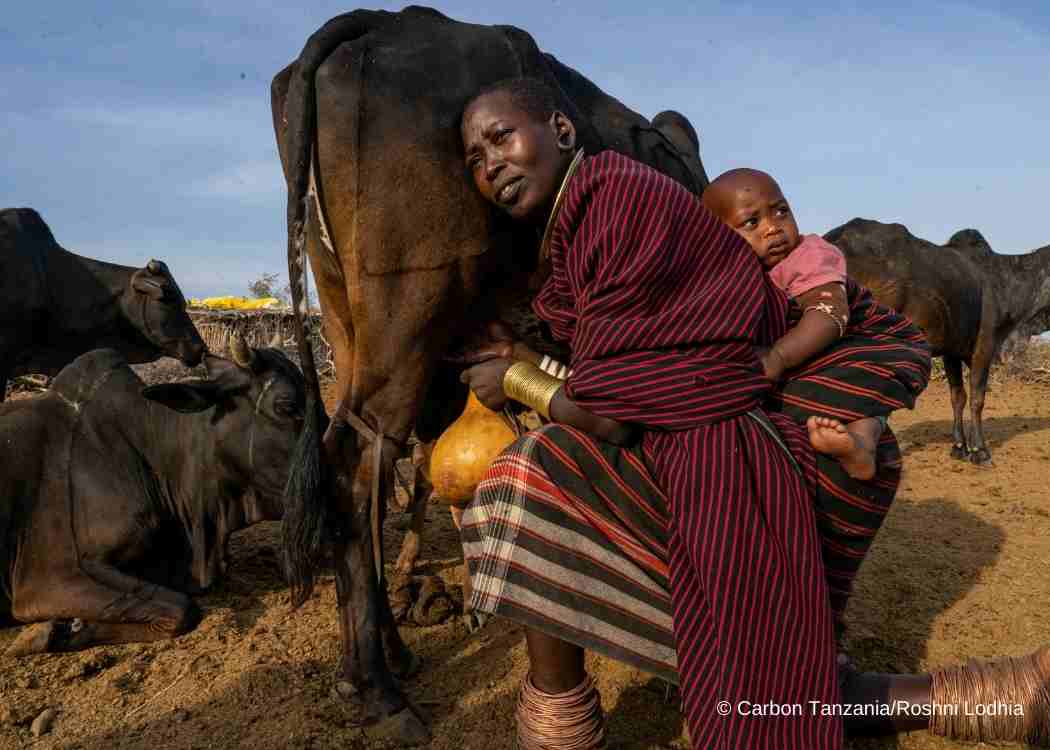 Datooga mama milking a cow. The Datooga are one of the indigenous communities involved in the Yaeda-Eyasi carbon offset project in Tanzania.