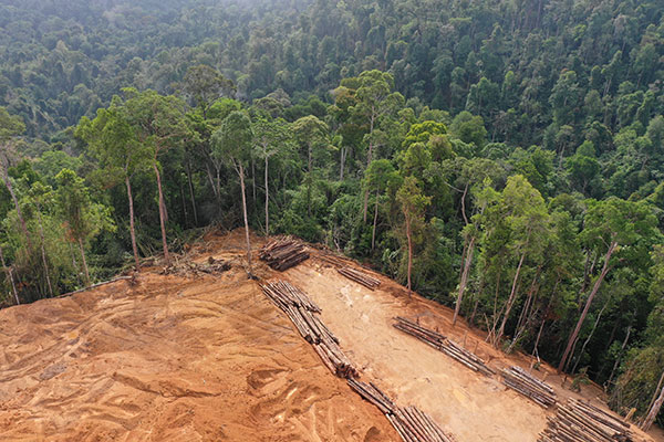 Deforestation and logging of a forest in Malaysia