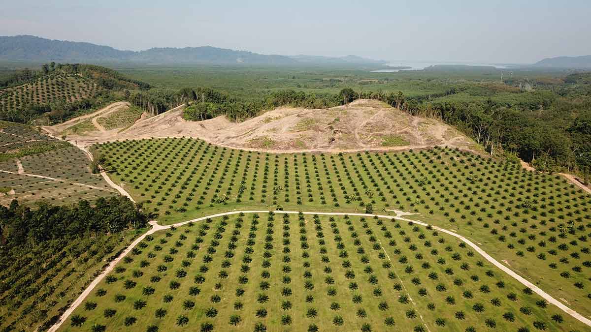 Deforestation resulting in habitat los for agricultural developmet