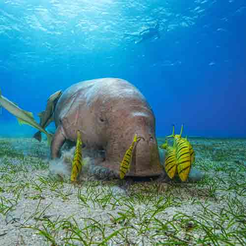 Dugong eating seagrass, a blue carbon ecosystem.