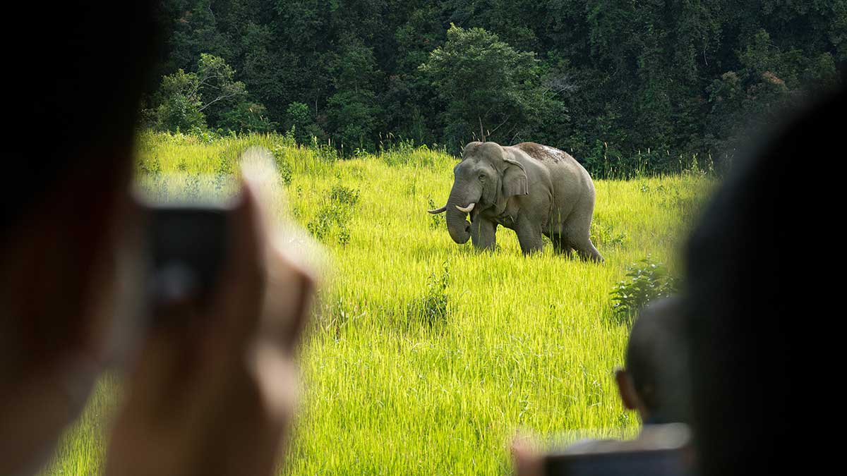 Tourists taking photos of elephants in Asia