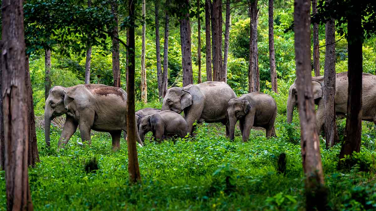 Elephant herd in Kui Buri National Park in Thailand