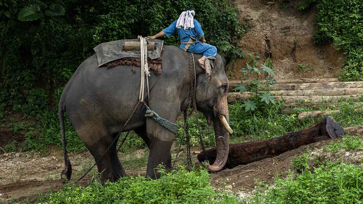 A mahout rides an elephant for logging work