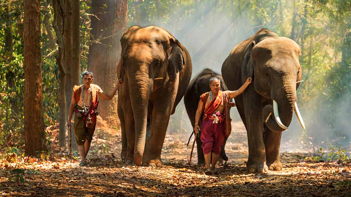 Mahouts with their elephants in Asia