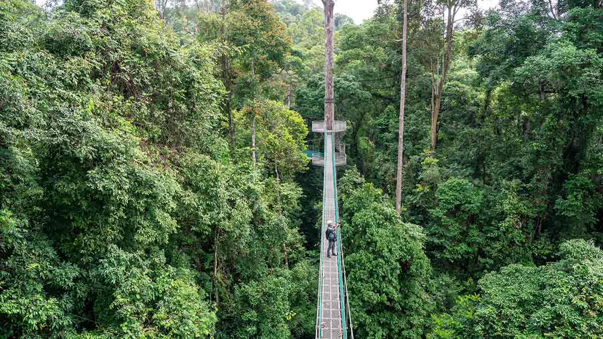 Danum Valley Conservation Area in Malaysian Borneo jungle