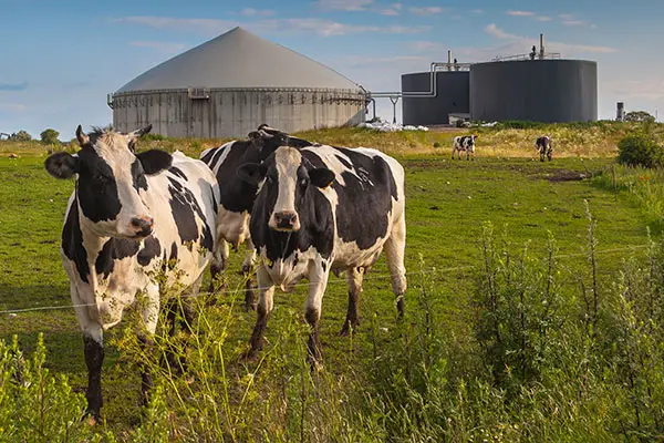 Cows stand in front of biogas digesters on a farm, which convert manure into energy and capture methane.