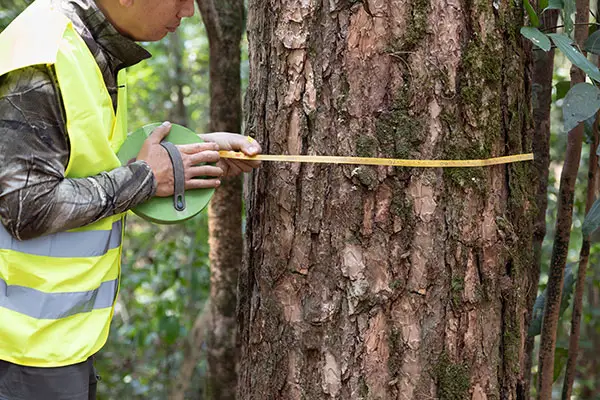 A forestry worker measures a tree to monitor its growth.