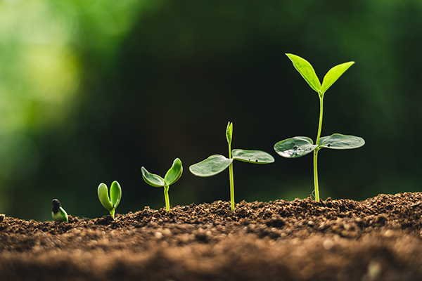 Tree seedlings growing for restoration or reforestation