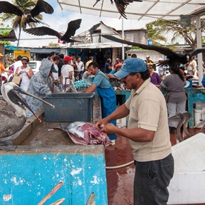 Galapagos fisherman market