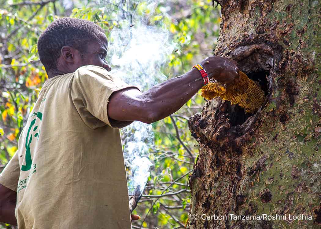 A member of the Hadza hunter-gatherer community collects honey from a tree in the Yaeda Eyasi project area
