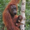 Orangutans Rimba Raya Biodiversity Reserve carbon offset project