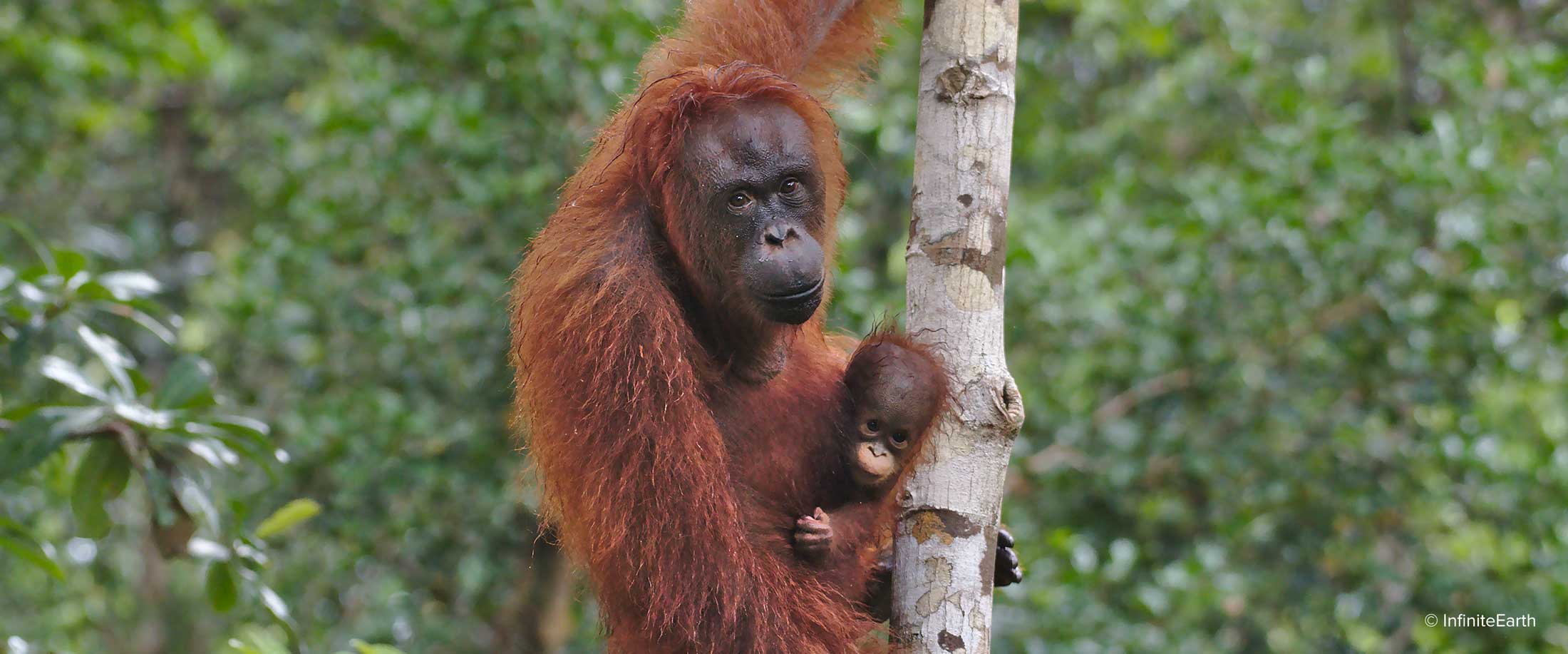 Orangutans Rimba Raya Biodiversity Reserve carbon offset project