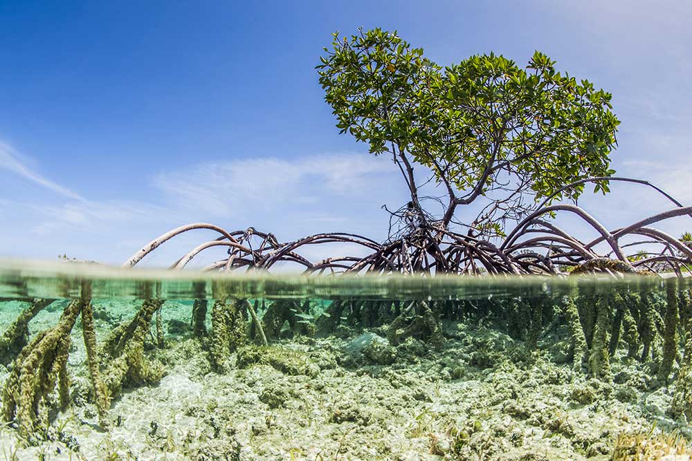 Mangrove tree in coastal water, a blue carbon ecosystem