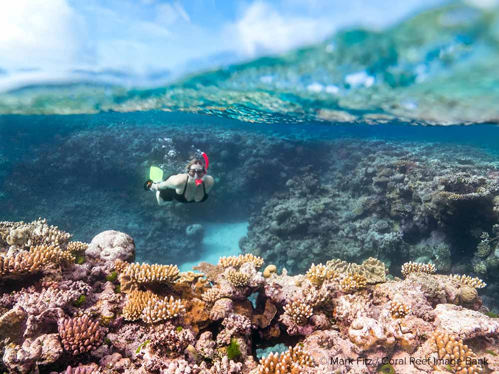 Snorkeler swimming over coral reef