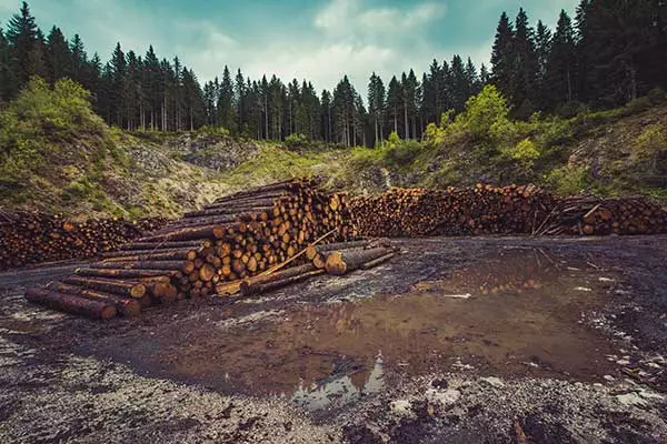 Forest degraded by logging