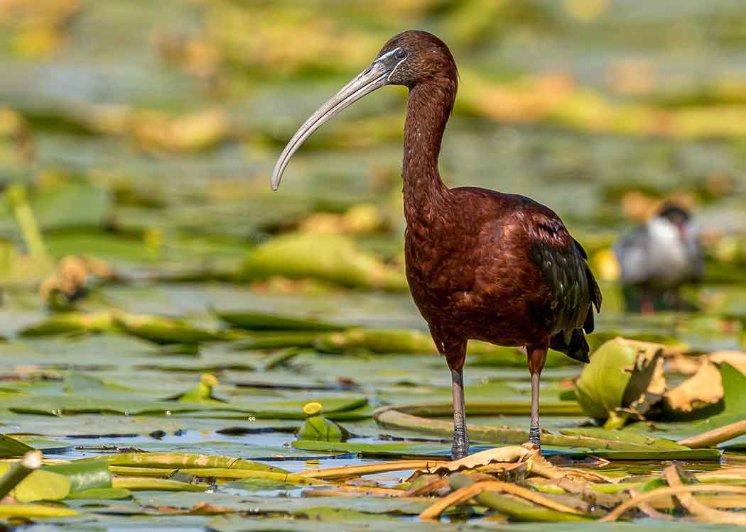 Bird standing on lily pads