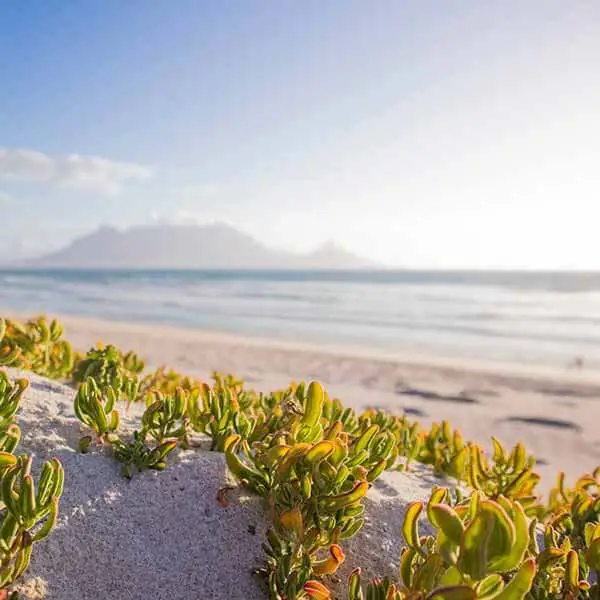 Vegetation growing along a beach