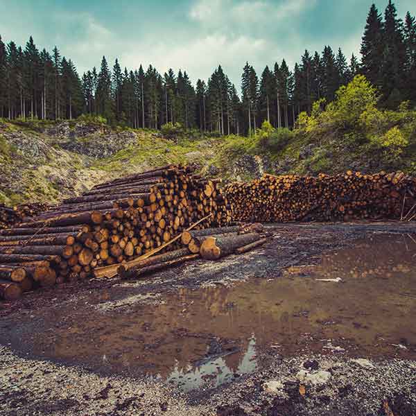Overharvesting of Forest Resources