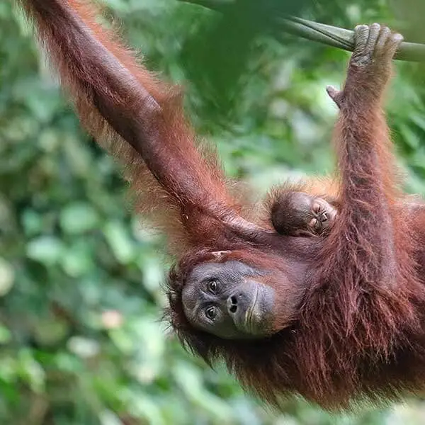 Orangutan carrying her baby