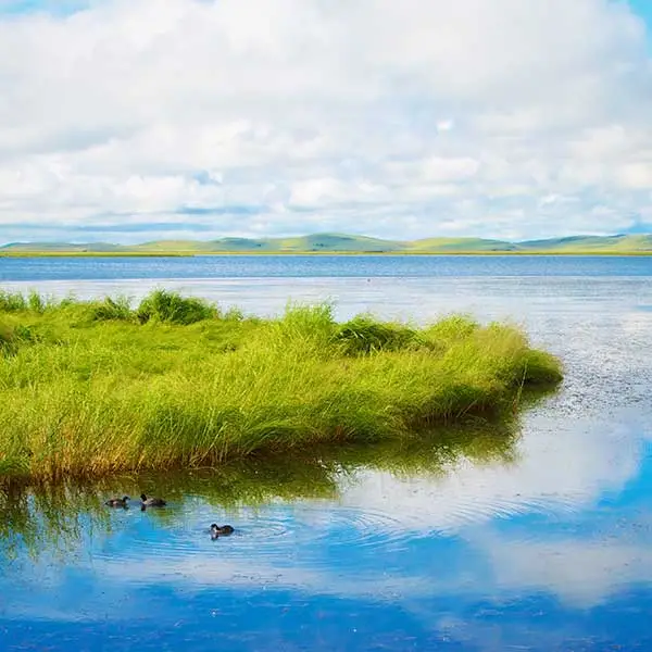 Birds swimming in lake