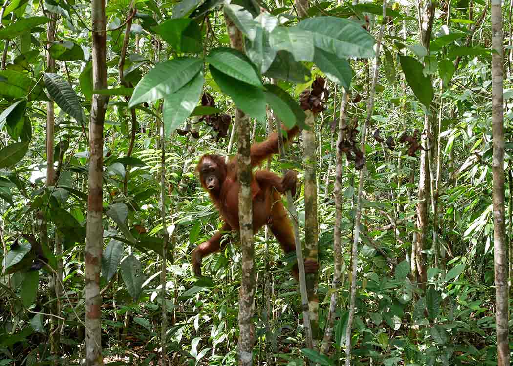 An orangutan among the trees and vegetation in the rainforest in Borneo.