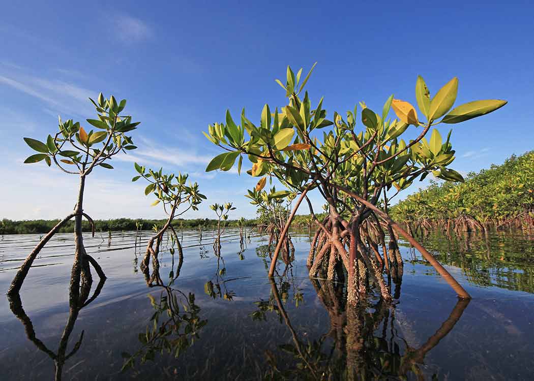 Young mangroves growing in a coastal area, a type of blue carbon ecosytem