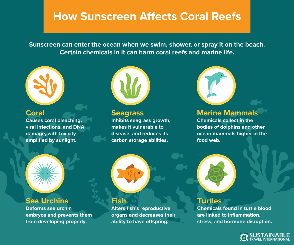 Infographic showing how sunscreen affects coral reefs and why it's harmful to other marine life, including fish, sea urchins, turtles, seagrass, and marine mammals. 