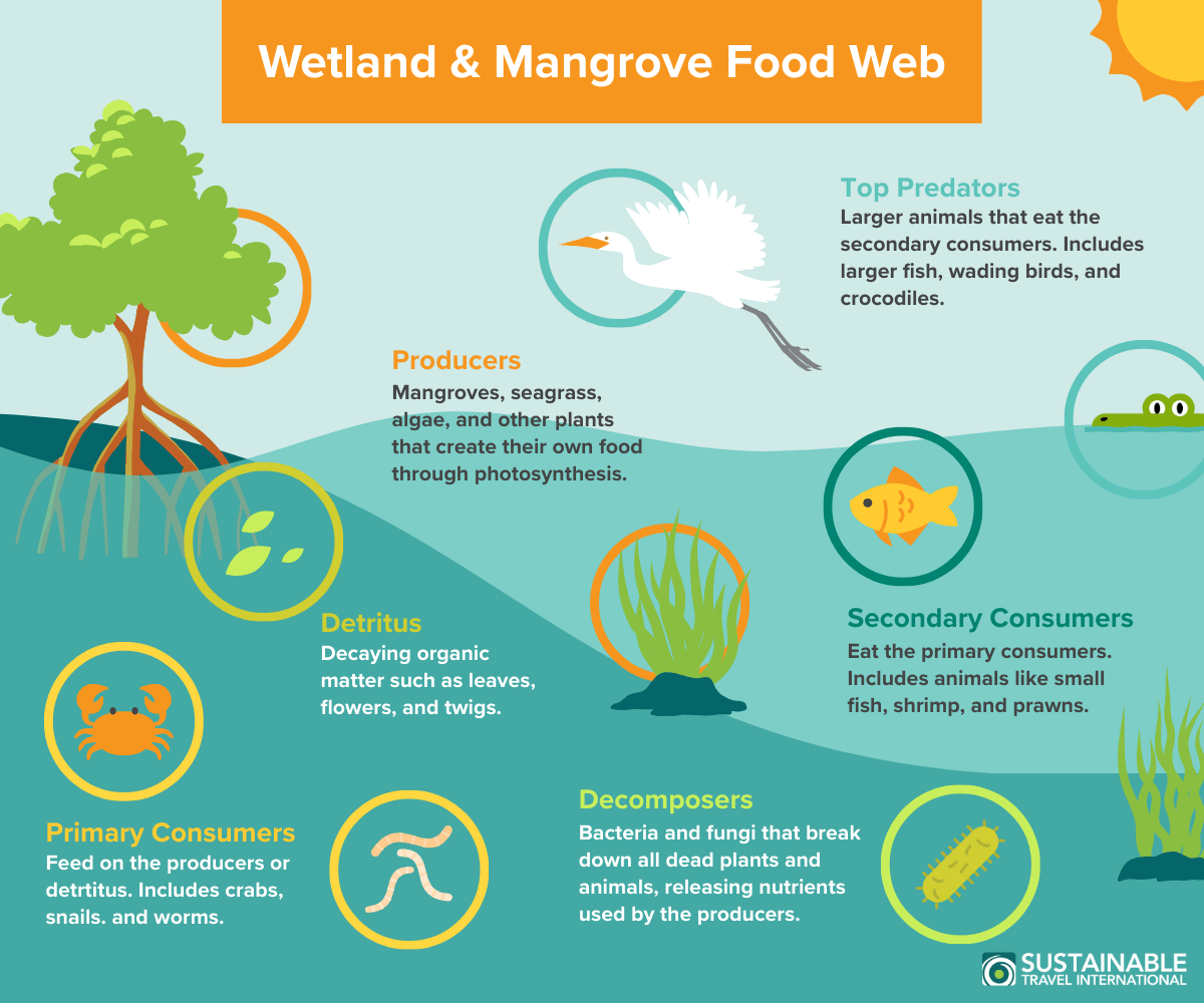 Infographic of a mangrove and wetland food web, a blue carbon ecosystem, illustrating the roles of various animals, plants, bacteria, and fungi.