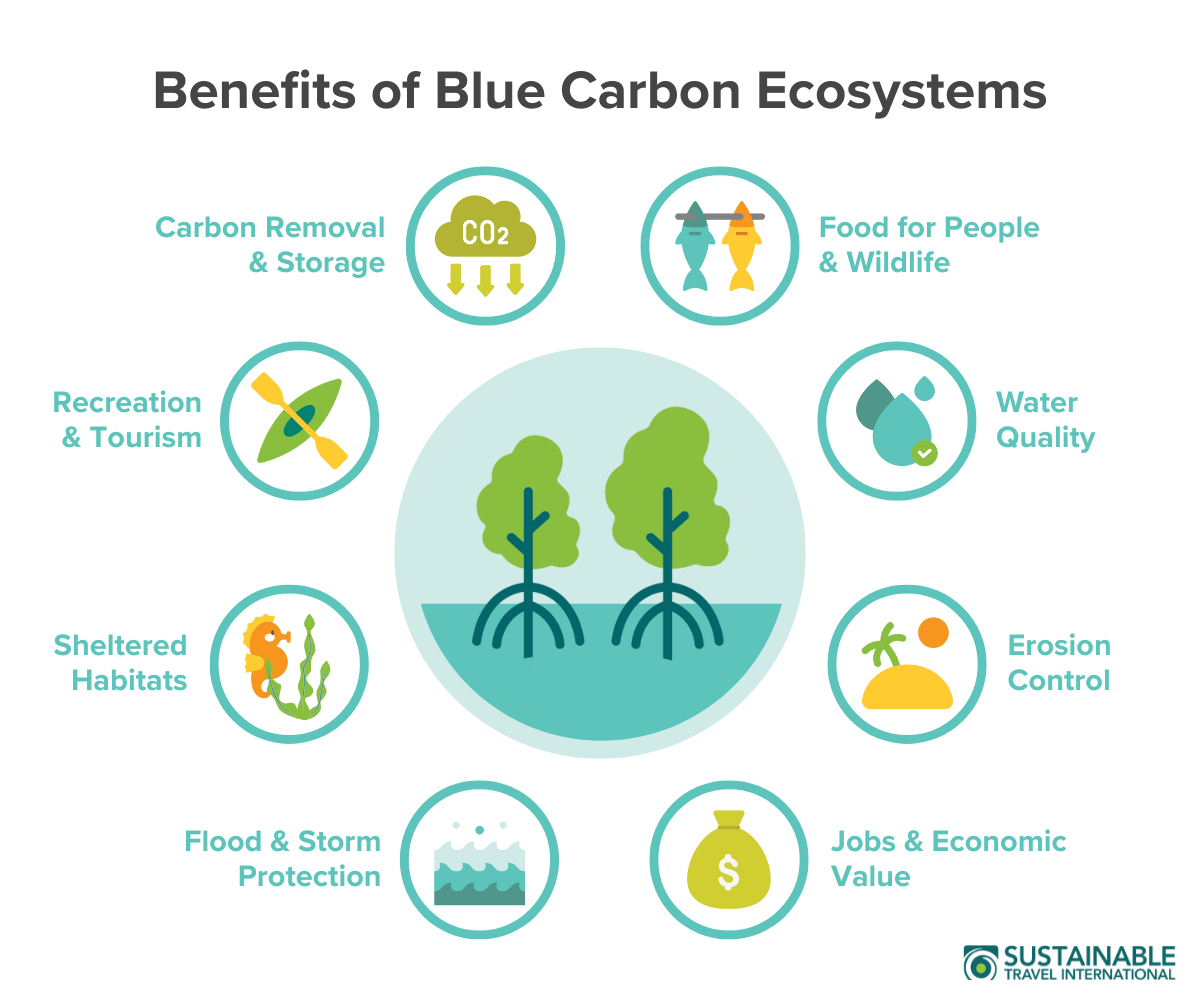  Infographic showing the environmental, carbon storage, and social benefits of blue carbon ecosystems such as mangroves, seagrass, and salt marshes.
