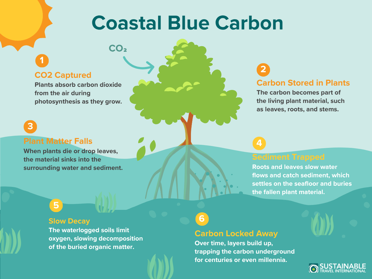 Infographic showing how mangroves sequester and store blue carbon