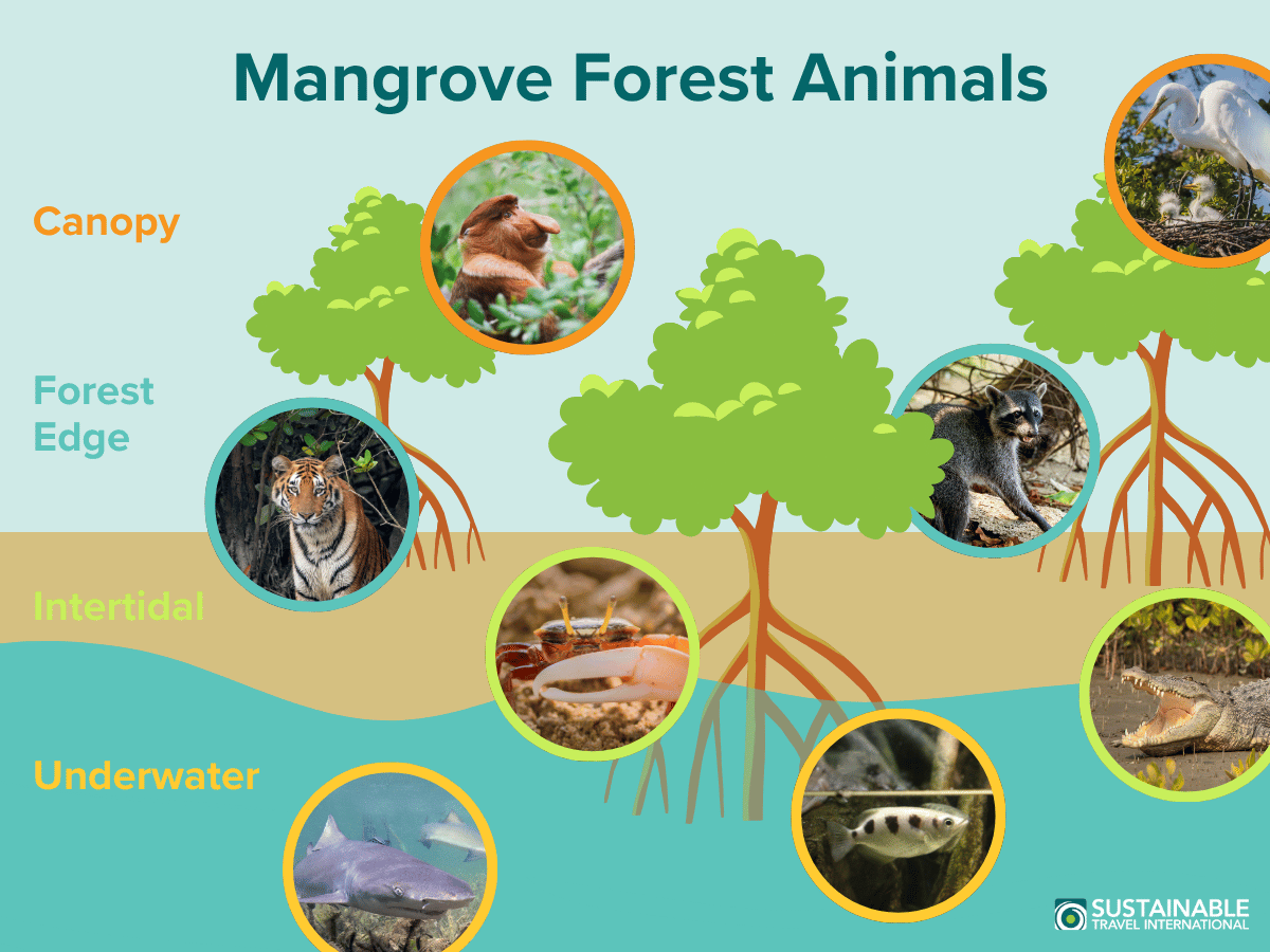 Graphic showing animals in the mangrove forest