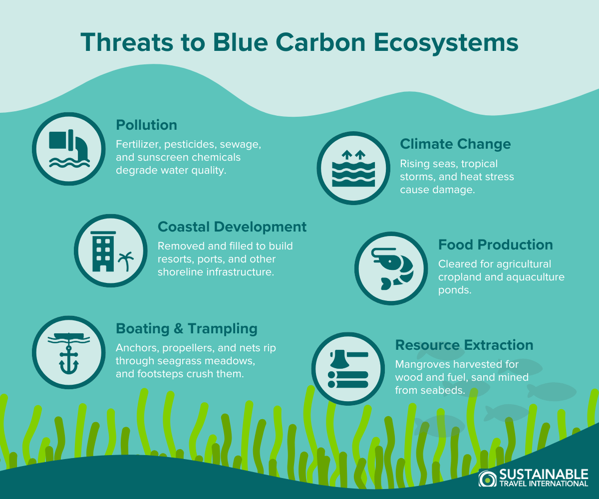 Infographic showing threats to blue carbon ecosystems, including seagrasses, mangroves, and salt marshes that are driving their loss.