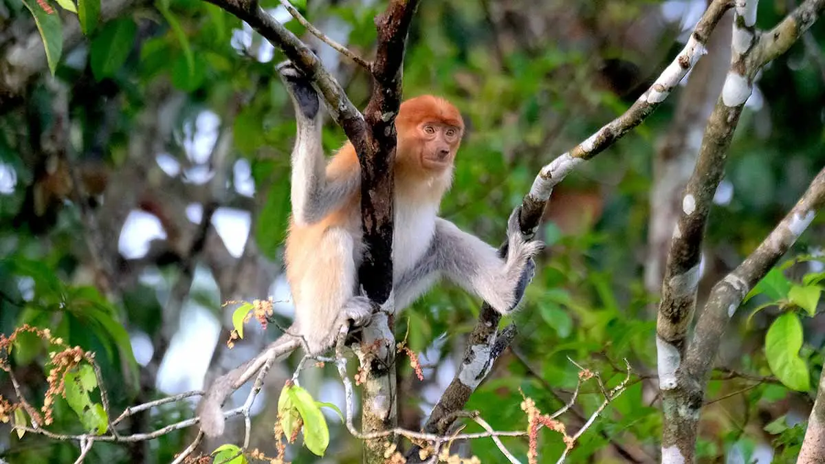 A proboscis monkey sits in a tree protected by the Katingan Mentaya carbon offset project in Indonesia