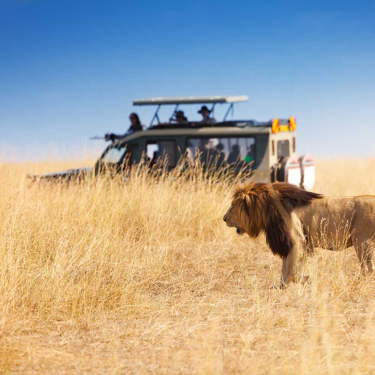 Lion safari tour operator