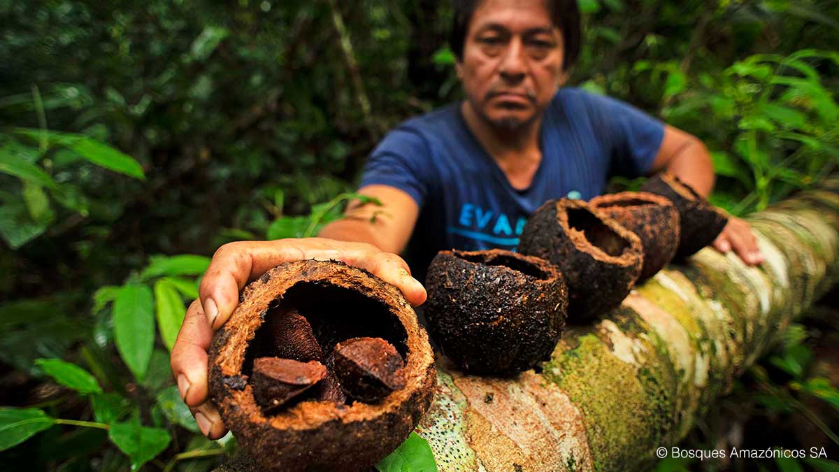 Madre de Dios Brazil Nuts carbon offset project