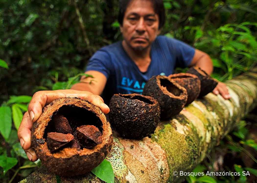 Brazil nut collection in Madre de Dios, Peru carbon offset project