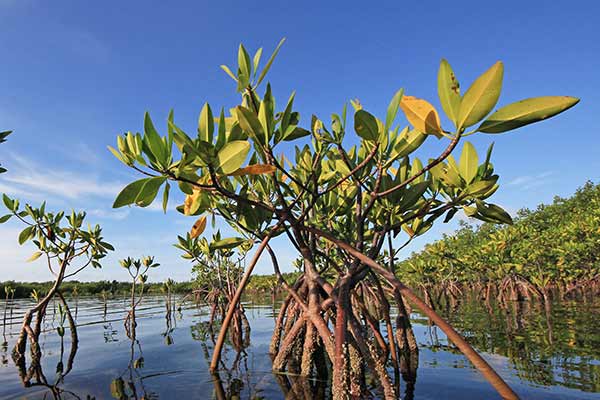 Mangrove forest along the coast, a blue carbon ecosystem