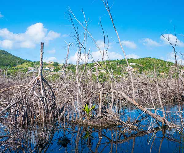 Mangroves destroyed by a hurricane in Puerto Rica, an impact of climate change that threatens blue carbon ecosystems.