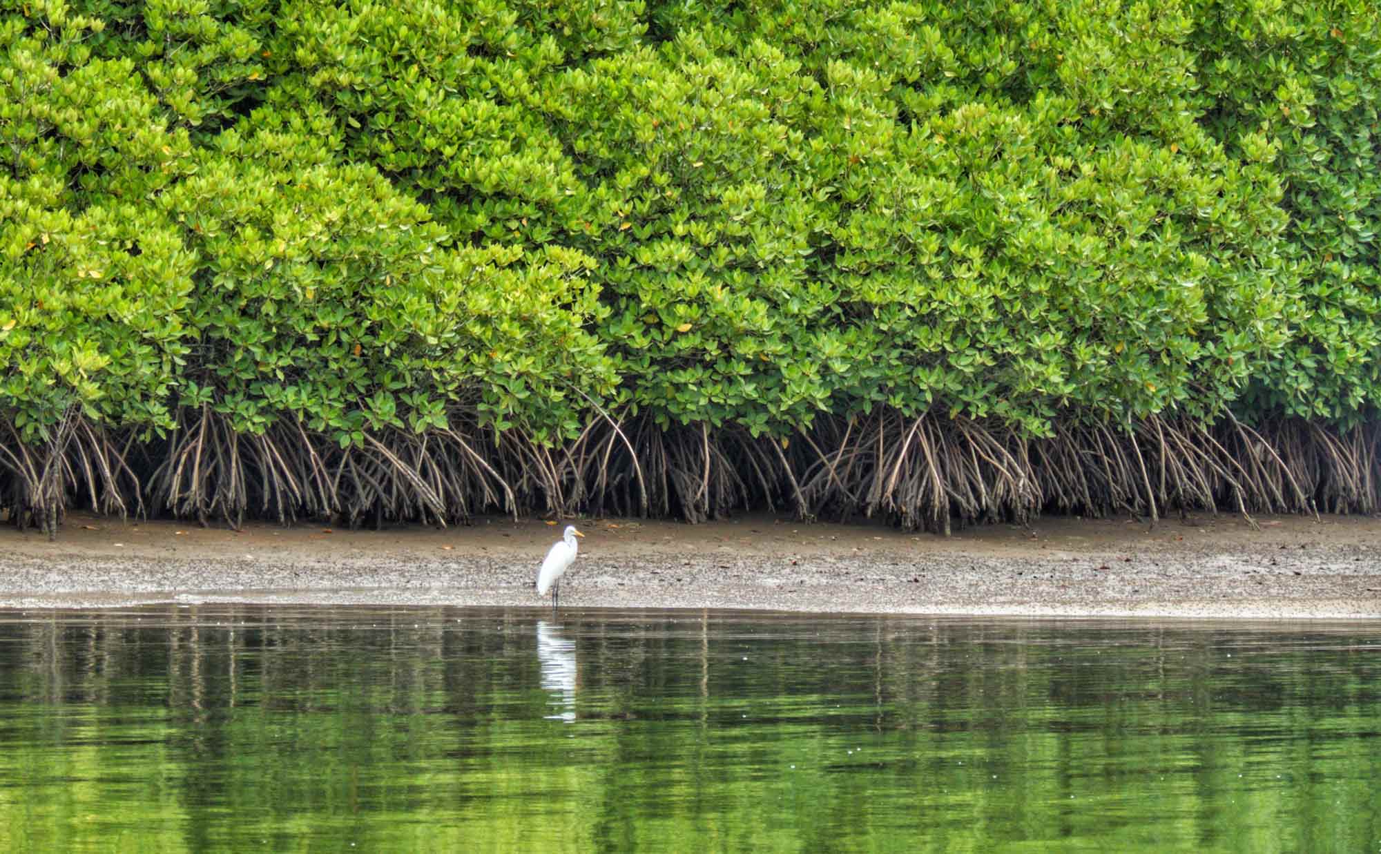 A mangrove forest along a coast with a bird