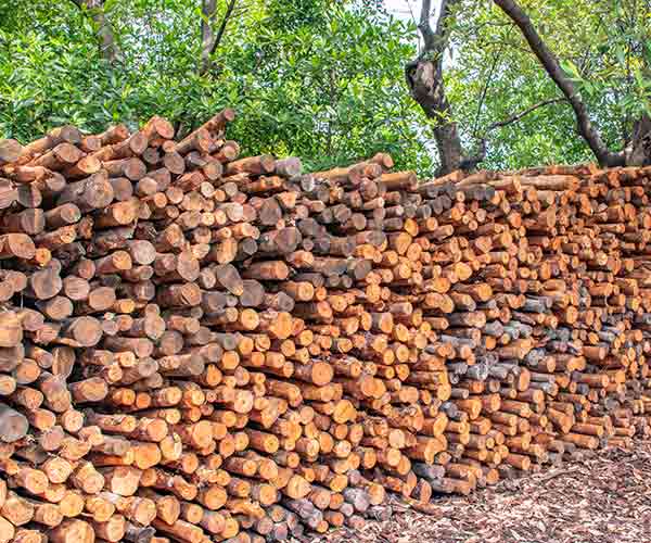 Overharvesting of mangroves which can lead to the depletion of blue carbon ecosystems